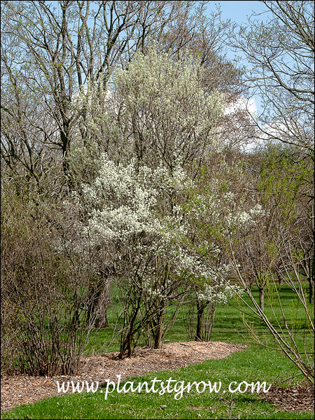 Rainbow Pillar Serviceberry (Amelanchier canadensis) 
This plant was growing in a mostly sunny spot.  It has the upright growth habit that is listed for this plant. (March 24)